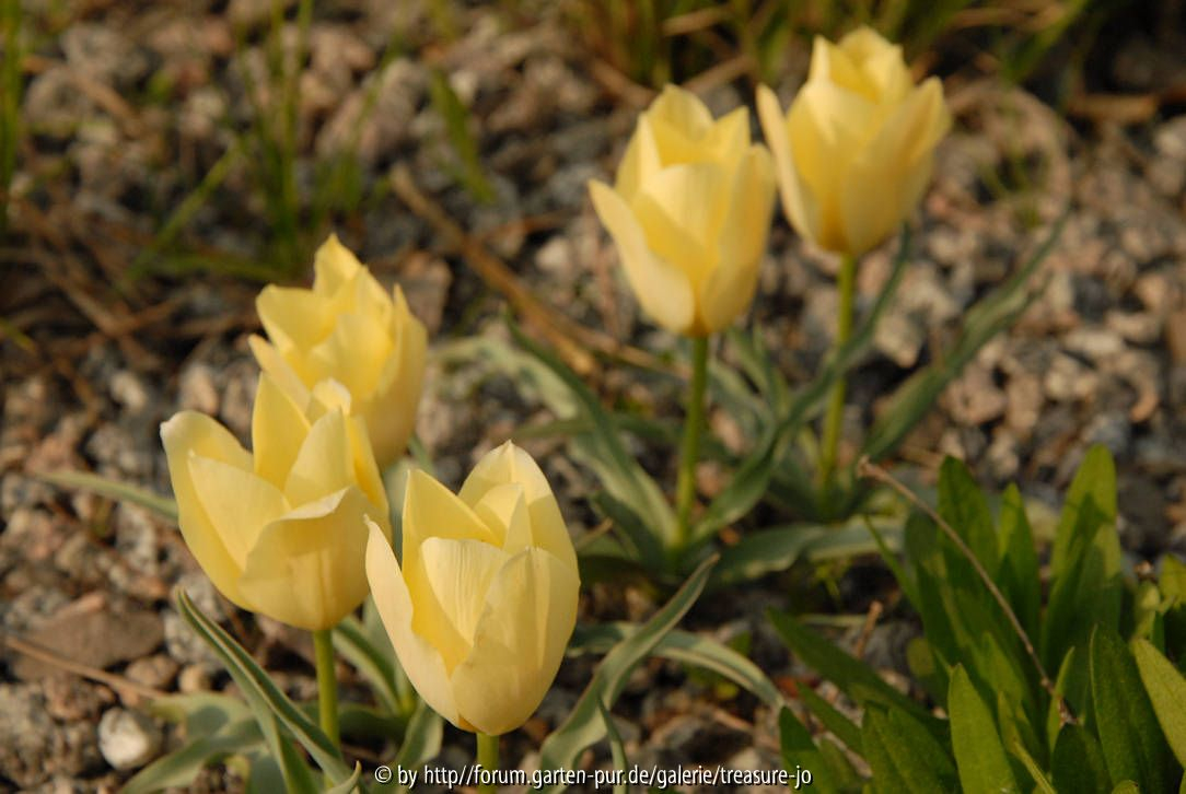 Tulipa acuminata 1