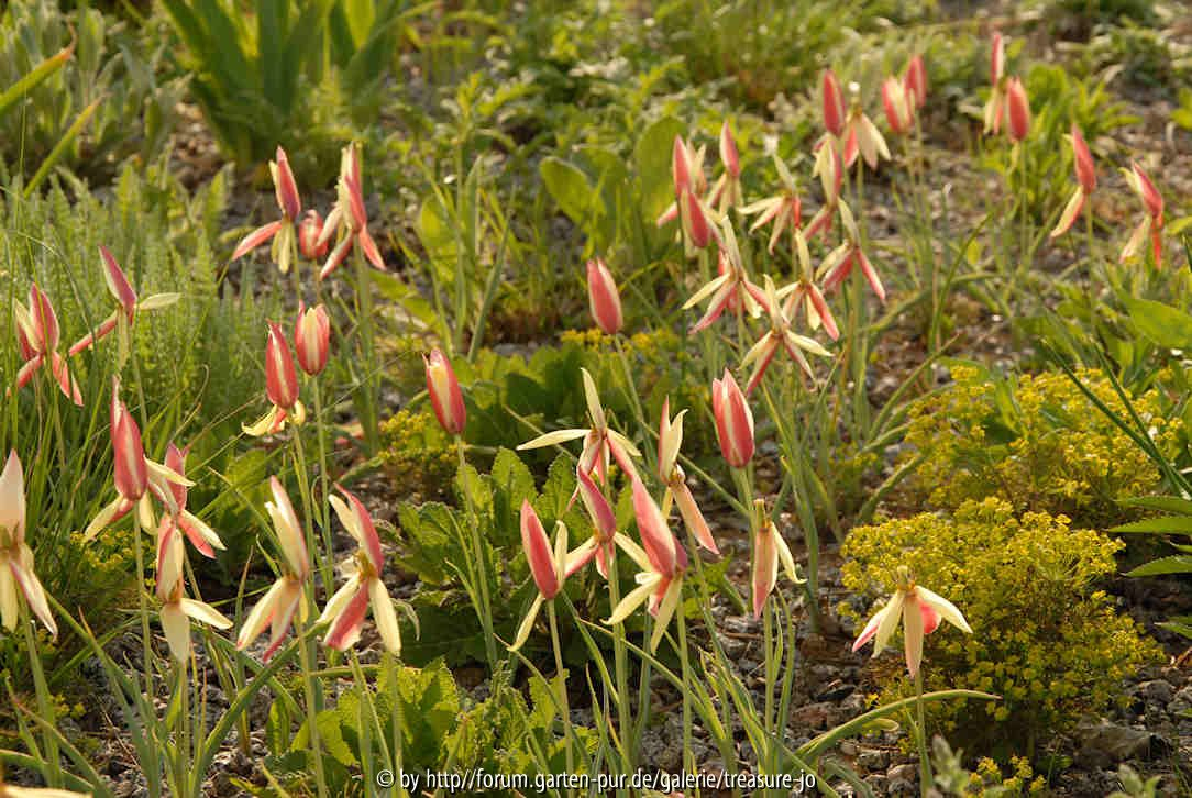 Tulipa clusiana 1