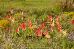 Tulipa batalinii 1