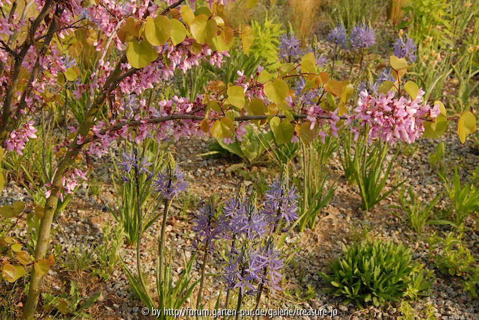 Camassia unter Cercis siliqu.