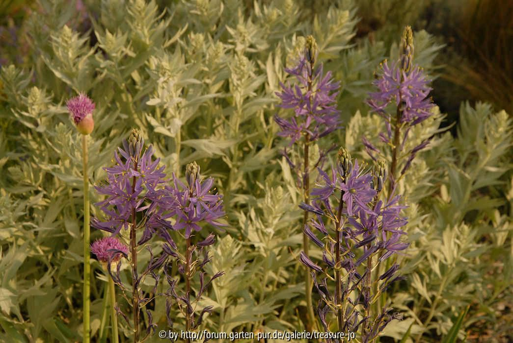 Camassia zwischen Artemisia ludov.