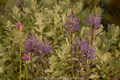 Camassia zwischen Artemisia ludov.