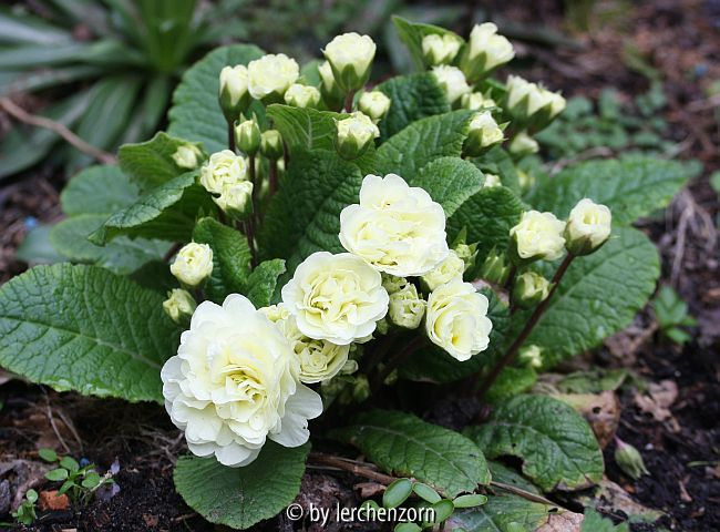 Gefülltblühende Kissenprimel (Primula vulgaris, weiß-gefüllt)