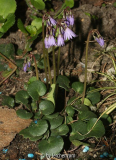 Karpaten-Troddelblümchen (Soldanella carpatica)