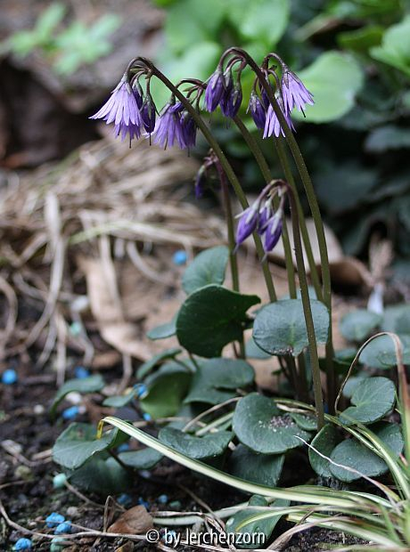 Karpaten-Troddelblümchen (Soldanella carpatica)