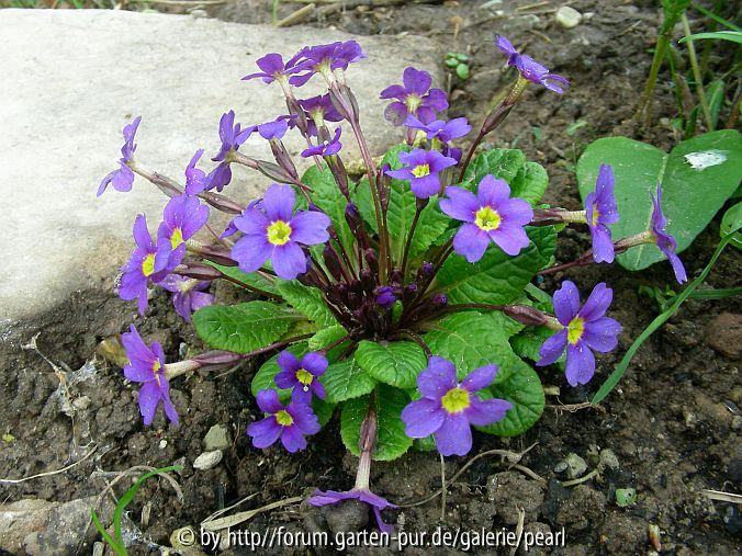 Primula x juliana Blau
