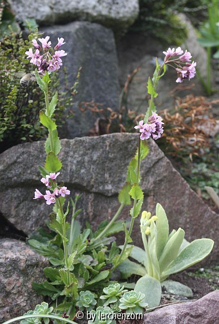 Arabis spec. (collina?)