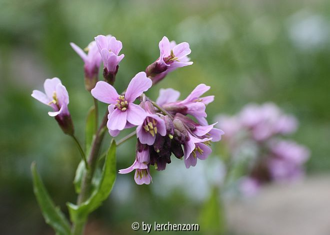 Arabis spec. (collina?), Blütenstand