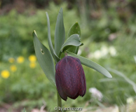 Breitblättrige Schachblume (Fritillaria latifolia)