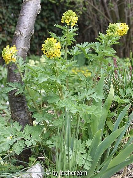 Edler Lerchensporn (Corydalis nobilis)