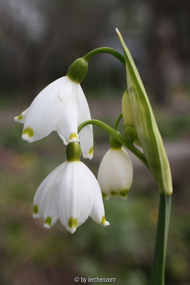 Sommertürchen (Leucojum aestivum)