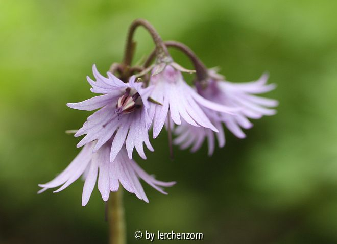 Karpaten-Troddelblümchen (Soldanella carpatica)