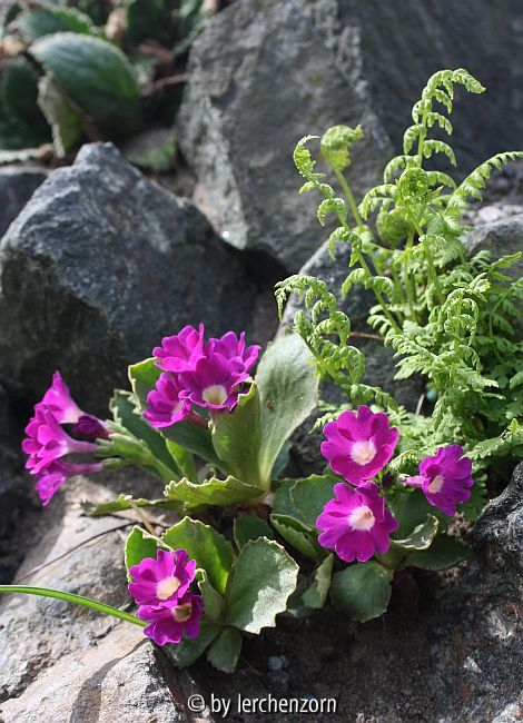 Primula hirsuta oder eine ihrer Hybriden