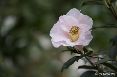 orchid princess10