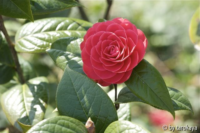 C.edithaea10