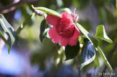 anemoniflora waratah