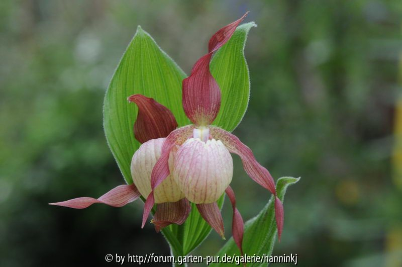 Cypripedium macranthum
