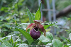 Cypripedium tibeticum