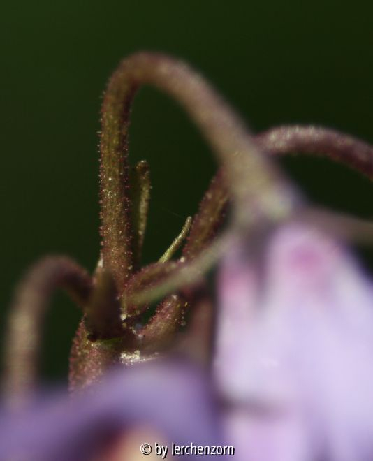 Bestimmung von Soldanella-Arten anhand der Behaarungsunterschiede