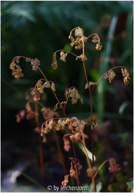 Venusfarn (Adiantum venustum)