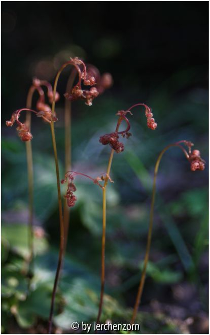Venusfarn (Adiantum venustum)