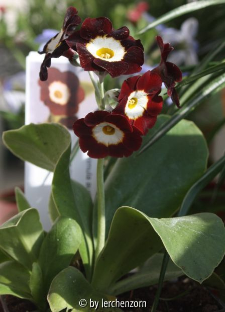 Gartenaurikel (Primula x pubescens 