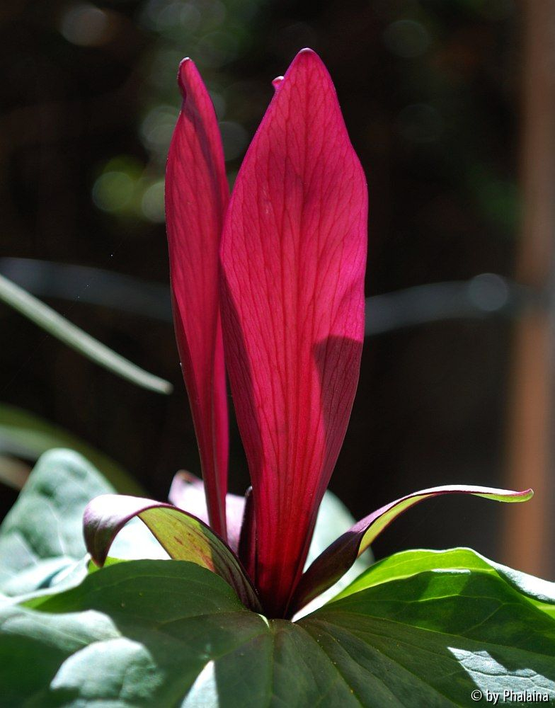 Trillium kurabayashii