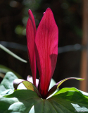 Trillium kurabayashii