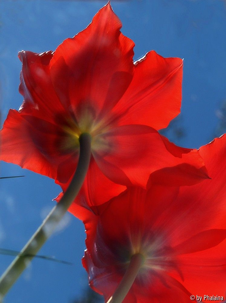 Spiegeltulpe