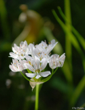 Allium neapolitanum