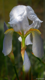 Iris Florentina