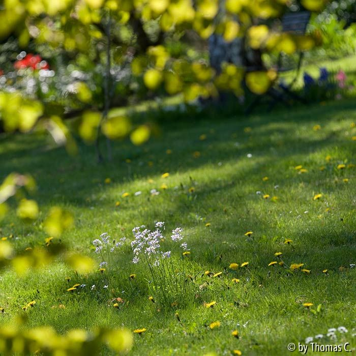 Im Garten träumen 2