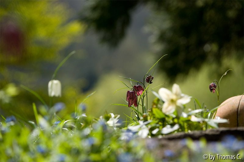 Im Garten träumen 3