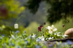 Im Garten träumen 3