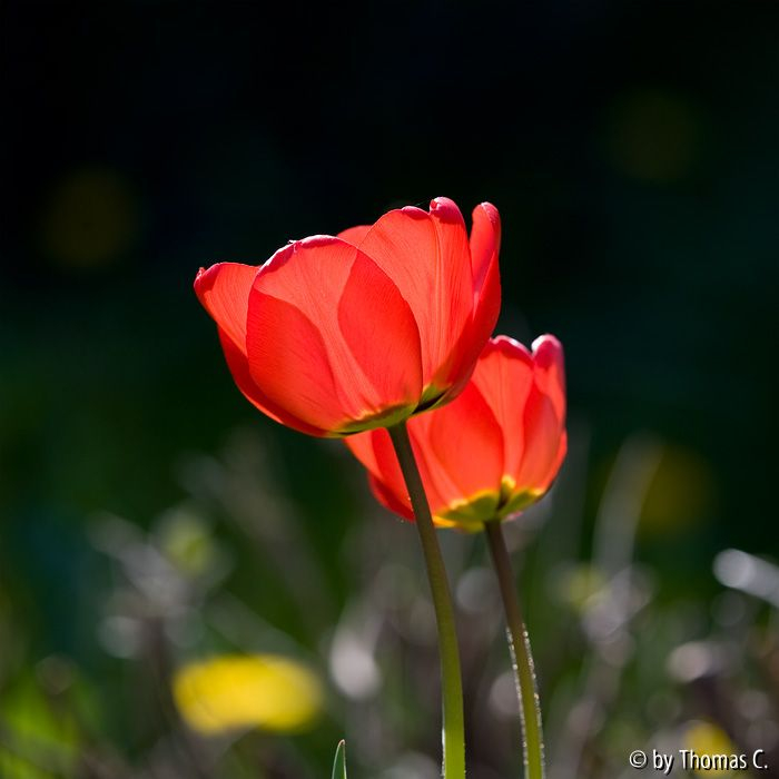 Gegenlicht-Rot