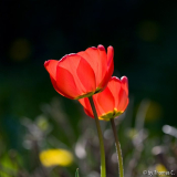 Gegenlicht-Rot