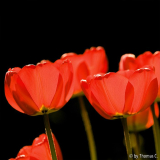 Gegenlicht-Rot 2