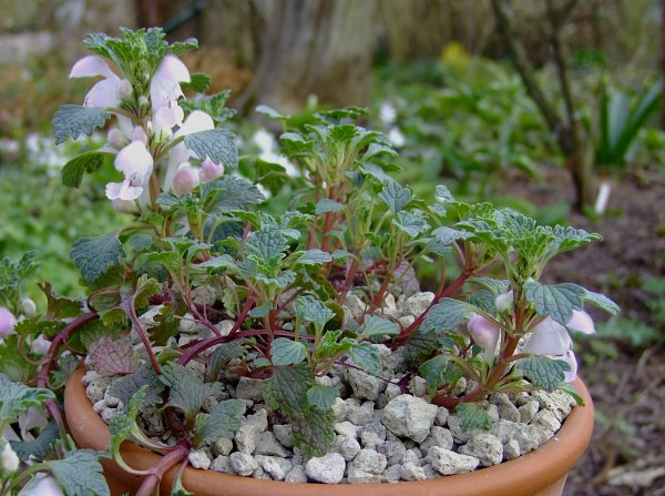 Lamium armenum