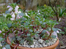Lamium armenum