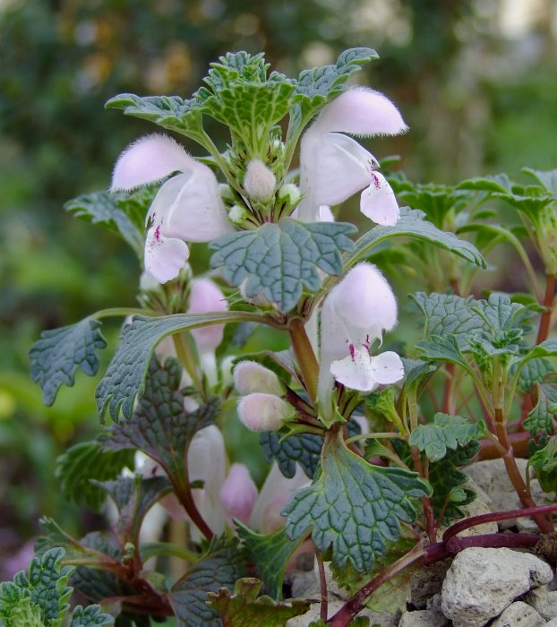 Lamium armenum