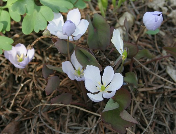 Jeffersonia dubia - Sämling 2009