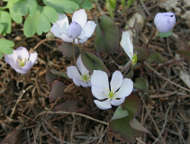 Jeffersonia dubia - Sämling 2009