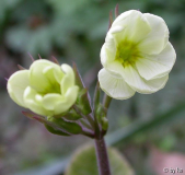 Primula fast weiß mit grüngelbem Auge