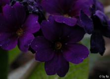 Blue Cowichan