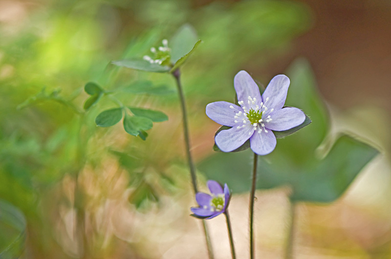 Hepatica Nachzuegler