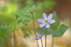 Hepatica Nachzuegler