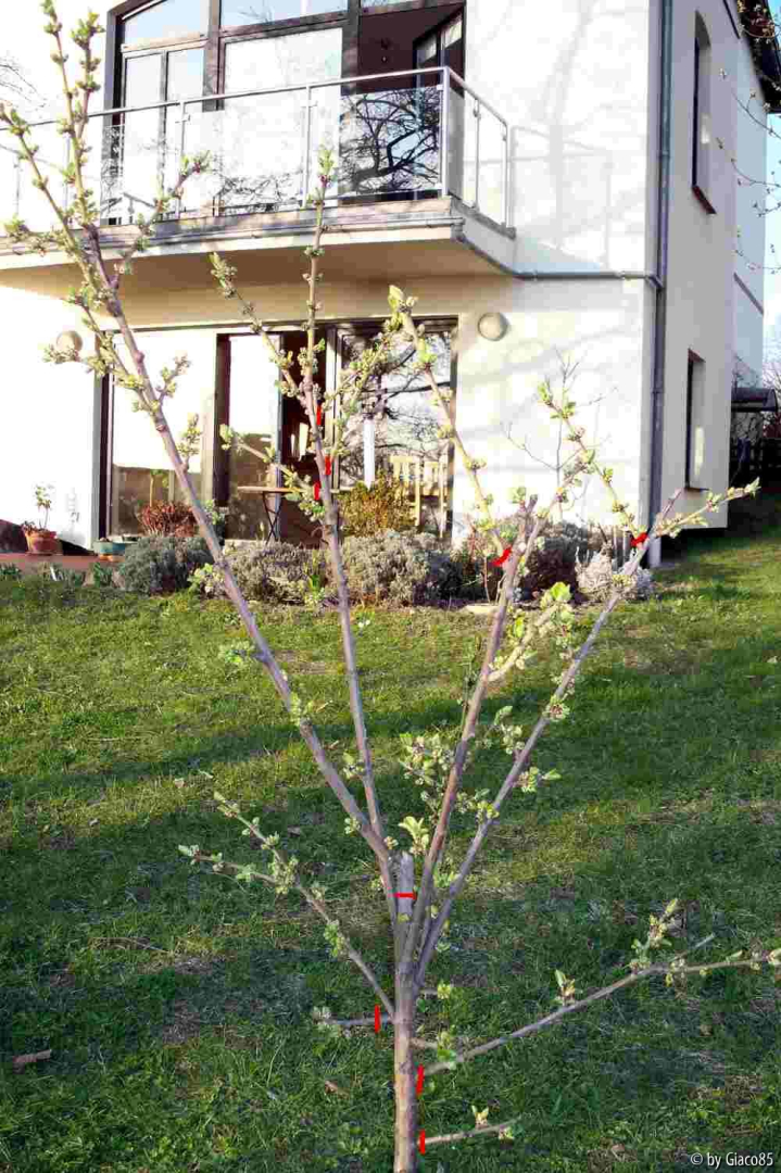 Miragrande 2009