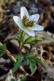 Anemone nemorosa