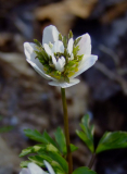 Anemone nemorosa