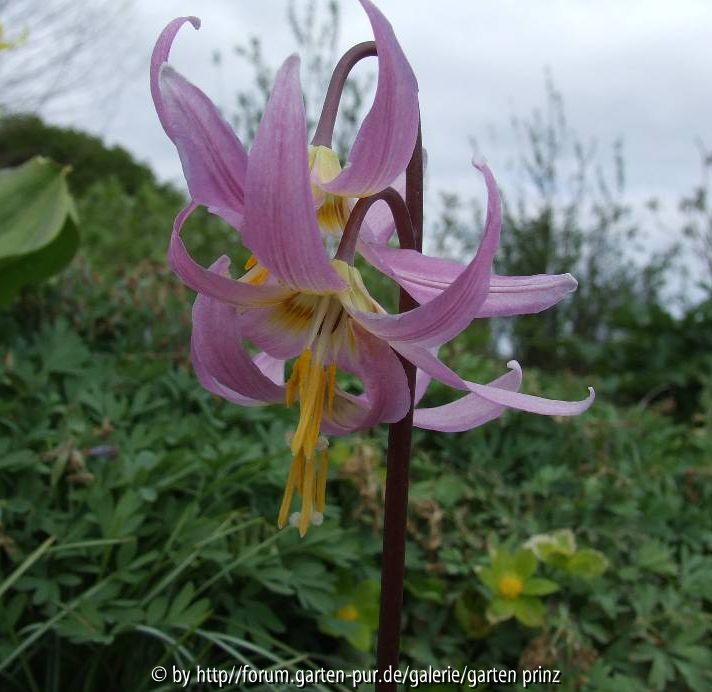 Erythronium revolutum 2010-4